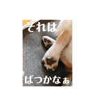 もなかと一緒に家族の連絡（個別スタンプ：21）