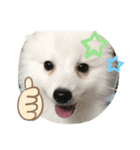 日本スピッツゆずリク（個別スタンプ：6）