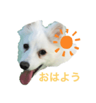 日本スピッツゆずリク（個別スタンプ：13）