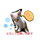 おかかとカルビ（個別スタンプ：6）