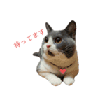 あごひげにゃんこ はちわれえいた（個別スタンプ：1）