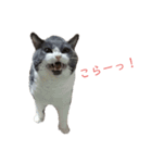 あごひげにゃんこ はちわれえいた（個別スタンプ：5）