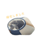 あごひげにゃんこ はちわれえいた（個別スタンプ：11）