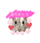ハムスターのマチュピチュ（個別スタンプ：2）