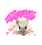 ハムスターのマチュピチュ（個別スタンプ：5）