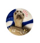 みるごん（個別スタンプ：6）