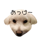 マルチーズのマル殿（個別スタンプ：15）
