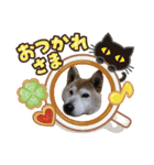 しばいぬワンワン（個別スタンプ：5）