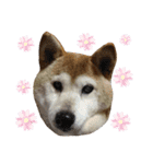 しばいぬワンワン（個別スタンプ：13）