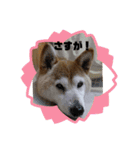 しばいぬワンワン（個別スタンプ：15）
