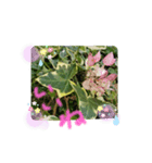 元気なplant（個別スタンプ：3）
