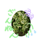 元気なplant（個別スタンプ：6）