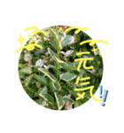 元気なplant（個別スタンプ：7）