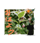 元気なplant（個別スタンプ：8）