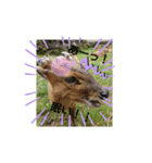 発情島のキョンフルバージョン（個別スタンプ：5）