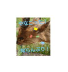 発情島のキョンフルバージョン（個別スタンプ：7）
