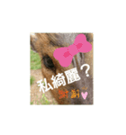 発情島のキョンフルバージョン（個別スタンプ：23）