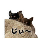 癒し系チワワ｀S（個別スタンプ：3）