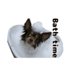 癒し系チワワ｀S（個別スタンプ：4）