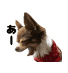 癒し系チワワ｀S（個別スタンプ：8）