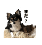 癒し系チワワ｀S（個別スタンプ：14）
