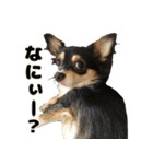 癒し系チワワ｀S（個別スタンプ：17）