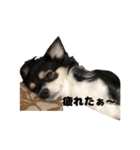 癒し系チワワ｀S（個別スタンプ：22）