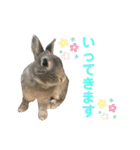 うえはら家のペットたち（個別スタンプ：9）