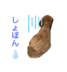 うえはら家のペットたち（個別スタンプ：15）