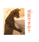 うえはら家のペットたち（個別スタンプ：17）