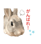 うえはら家のペットたち（個別スタンプ：22）