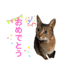 うえはら家のペットたち（個別スタンプ：31）