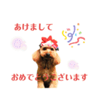 うえはら家のペットたち（個別スタンプ：37）