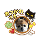 Churichan（個別スタンプ：16）