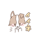ボーダーコリーの文字入りゆるスタンプ➂（個別スタンプ：16）