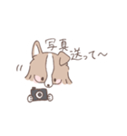 ボーダーコリーの文字入りゆるスタンプ➂（個別スタンプ：30）