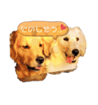 ゴールデンレトリバーとラブラドゥードル（個別スタンプ：5）