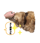 ゴールデンレトリバーとラブラドゥードル（個別スタンプ：9）