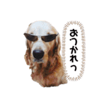 ゴールデンレトリバーとラブラドゥードル（個別スタンプ：25）