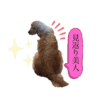 ゴールデンレトリバーとラブラドゥードル（個別スタンプ：28）