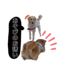 ゴールデンレトリバーとラブラドゥードル（個別スタンプ：33）