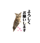 マンチカン短足ふとっちょポポミのまいにち（個別スタンプ：19）