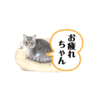 マンチカン短足ふとっちょポポミのまいにち（個別スタンプ：20）
