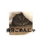 マンチカン短足ふとっちょポポミのまいにち（個別スタンプ：21）