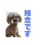 内弁慶ノアくん（個別スタンプ：6）