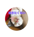 保護猫(犬)（個別スタンプ：1）