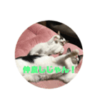 保護猫(犬)（個別スタンプ：2）