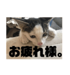 保護猫(犬)（個別スタンプ：3）