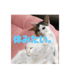 保護猫(犬)（個別スタンプ：4）