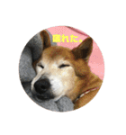 保護猫(犬)（個別スタンプ：5）